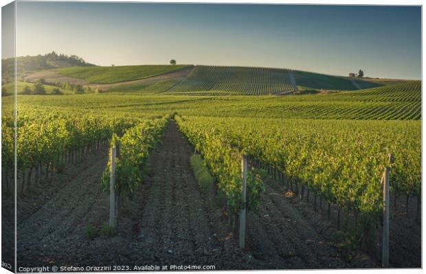 Vineyards at sunset. Castellina in Chianti, Tuscany, Italy Canvas Print by Stefano Orazzini