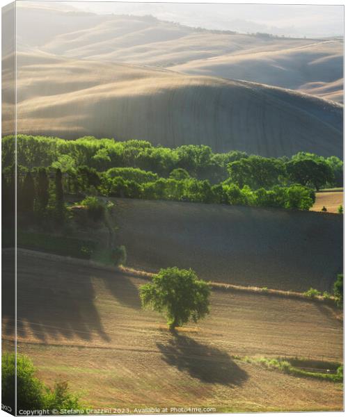 Magnificent lighting over trees at sunrise. Val d'Orcia, Tuscany Canvas Print by Stefano Orazzini