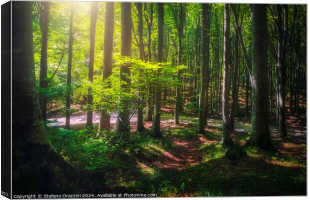 Beautiful light in the beech forest. Casentino, Tuscany Canvas Print by Stefano Orazzini
