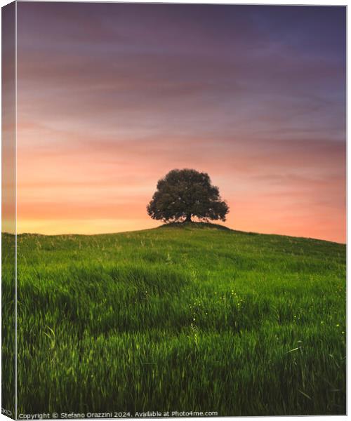 Holm oak on top of the hill at sunset. Tuscany Canvas Print by Stefano Orazzini