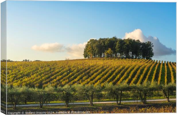 Trees on a hill above a vineyard. Chianti, Tuscany Canvas Print by Stefano Orazzini