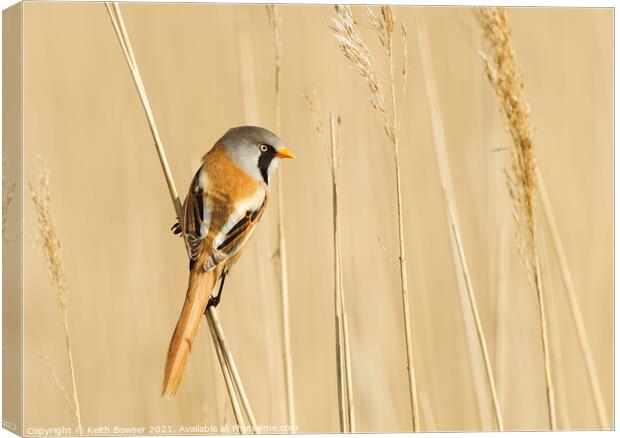Bearded tit on a reed stem Canvas Print by Keith Bowser