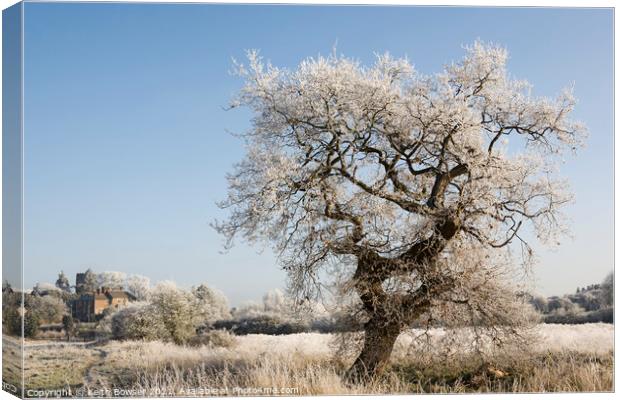 Tree covered in frost Canvas Print by Keith Bowser