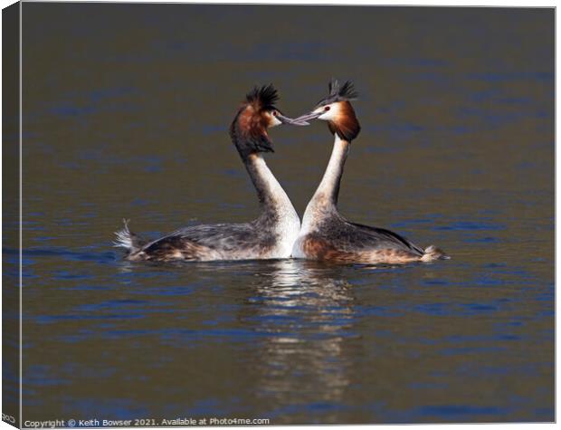 Great Crested Grebes courting Canvas Print by Keith Bowser