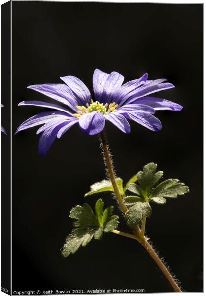 Blue Anemone Blanda in close up Canvas Print by Keith Bowser