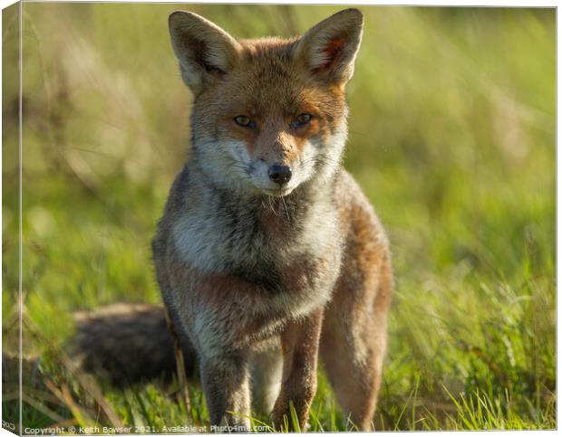 Red fox  Canvas Print by Keith Bowser