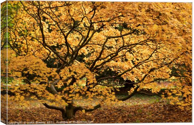 Golden Acer Westonbirt Canvas Print by Keith Bowser