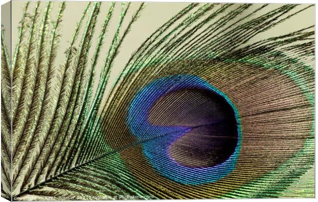 Peacock feather close-up Canvas Print by Keith Bowser