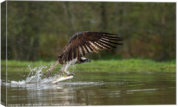 Osprey catching trout Canvas Print by Keith Bowser