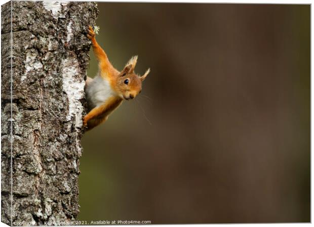 Red squirrel peeking from behind a tree Canvas Print by Keith Bowser