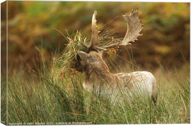 Fallow deer in the rutting season Canvas Print by Keith Bowser