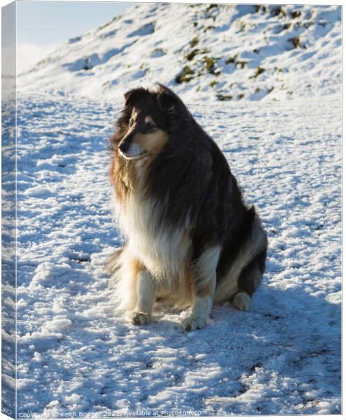 Rough collie sitting on snow at the Malvern Hills Canvas Print by Keith Bowser