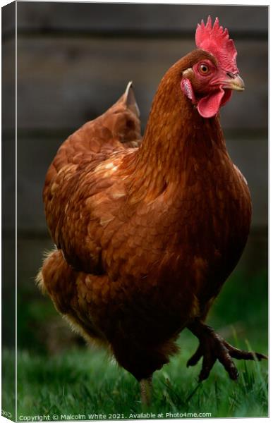 Farm Chickens portrait on the run Canvas Print by Malcolm White