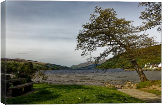 A majestic tree on the shore of Loch Tay in Scotland UK Canvas Print by John Gilham