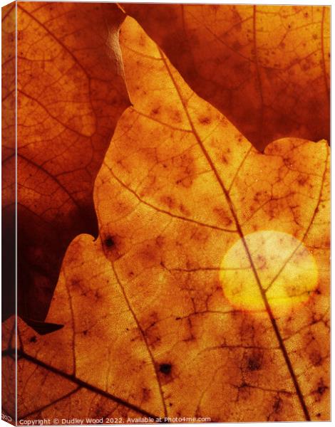 Golden Glow Leaf Canvas Print by Dudley Wood