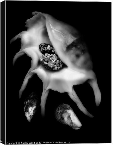 Mystical Monochrome Sea Shell Canvas Print by Dudley Wood