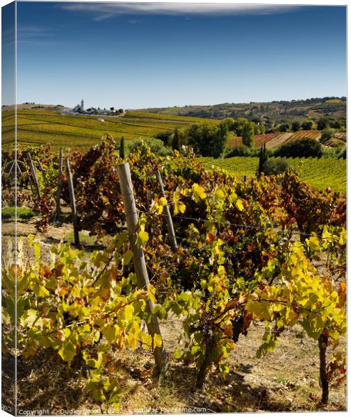 Harvest vineyard 2 Canvas Print by Dudley Wood