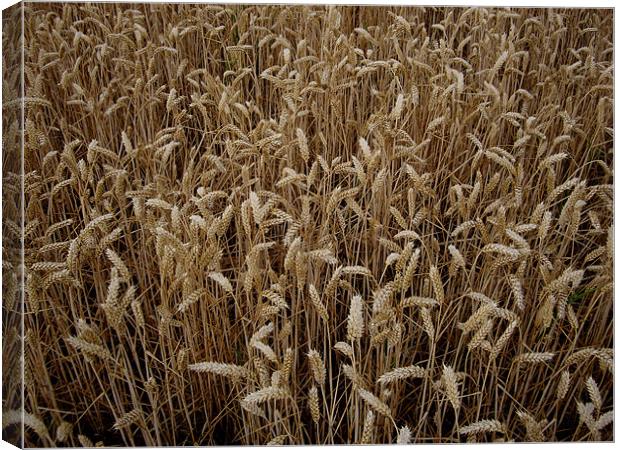 Wheat field Canvas Print by nick pautrat