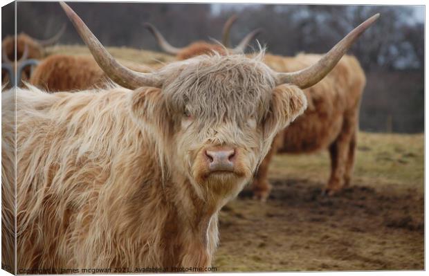 You looking at me  Canvas Print by james andrew mcgowan