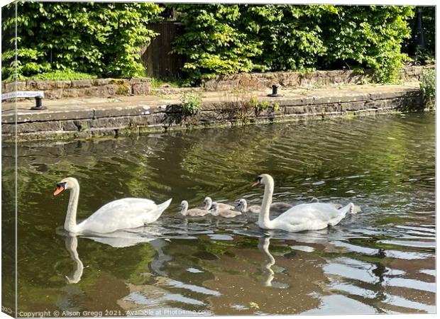 Swan Family  Canvas Print by Alison Gregg