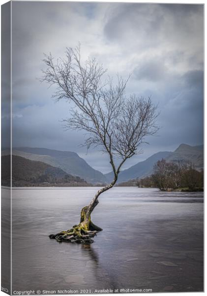 The Lonely Tree in Winter Canvas Print by Simon Nicholson