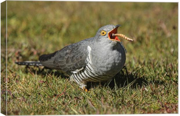Cuckoo  Canvas Print by Jeff Sykes Photography