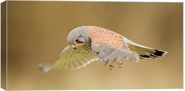 Kestrel hover  Canvas Print by Jeff Sykes Photography
