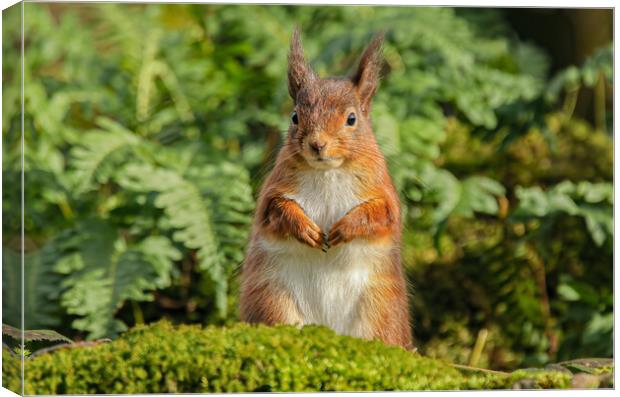 Red Squirrel Canvas Print by Jeff Sykes Photography