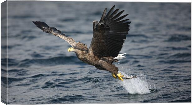 White Tailed Eagle Canvas Print by Jeff Sykes Photography