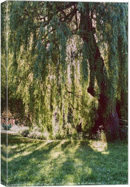 Weeping willow tree  Canvas Print by Christopher Murratt