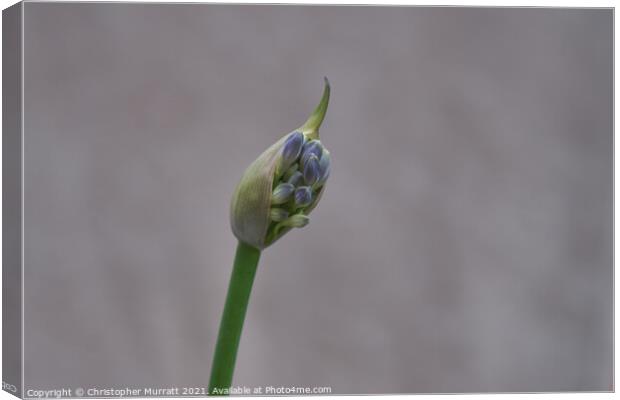 Agapanthus emerging  Canvas Print by Christopher Murratt