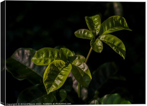 Green leaves catch the summer light Canvas Print by Errol D'Souza