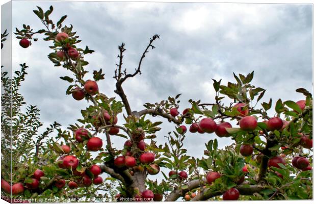 Bunch of red juicy apples on a tree Canvas Print by Errol D'Souza