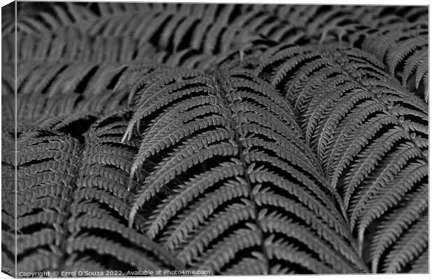 Fern Leaves Black and White Canvas Print by Errol D'Souza