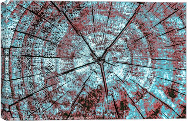 Tree trunk cross section abstract Canvas Print by Errol D'Souza