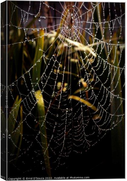 SPIDER WEB Canvas Print by Errol D'Souza