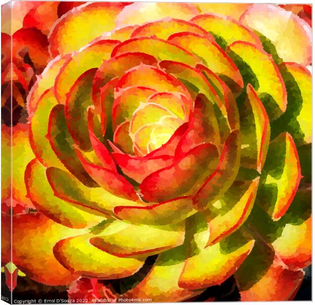 Aeonium Black Rose Succulent Flower Head Canvas Print by Errol D'Souza
