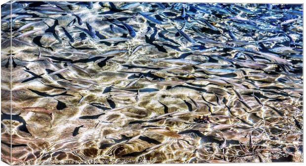 Shimmering Fish Canvas Print by Errol D'Souza