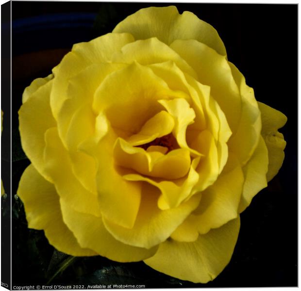 Rosa Sunsprite Flower Head Canvas Print by Errol D'Souza