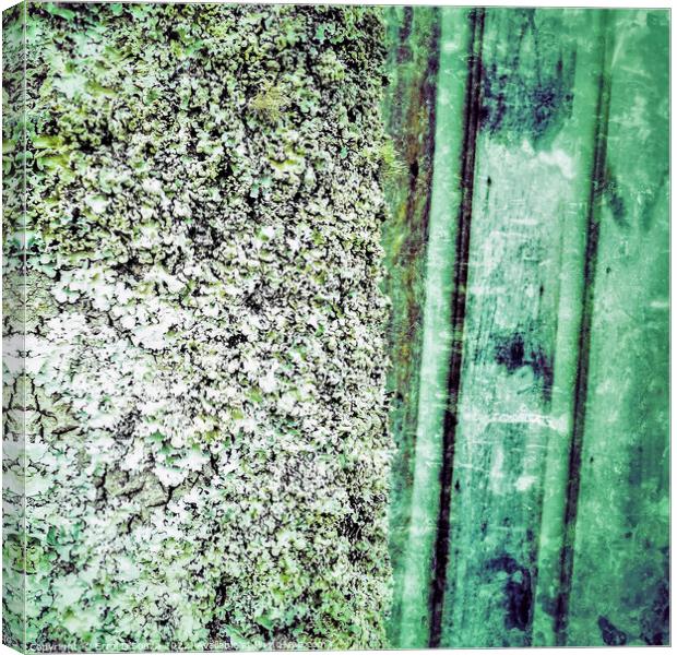 Green Lichen Abstract Canvas Print by Errol D'Souza
