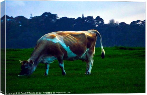 Jersey Cow Canvas Print by Errol D'Souza