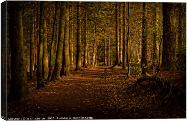 Light in the Forest Canvas Print by liz christensen