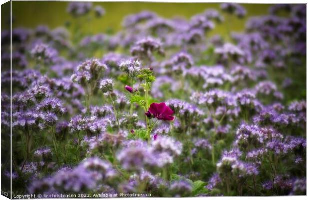 Mallow in a sea of Lacy Phacelia Canvas Print by liz christensen