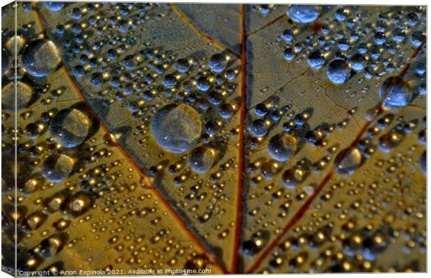 Autumn droplets  Canvas Print by Arion Espinola