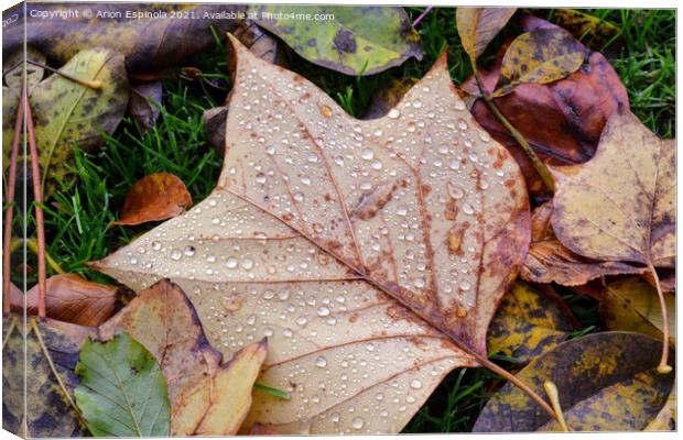 Autumn leaves droplets  Canvas Print by Arion Espinola