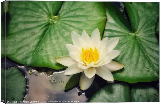 White Water Lily Canvas Print by Arion Espinola