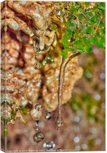 Water Droplets in The forest  Canvas Print by Arion Espinola
