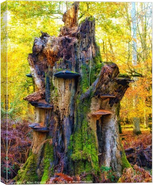Dead oak from Savernake Forest, England   Canvas Print by Arion Espinola