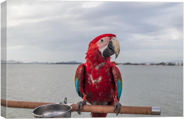 A red colored Parrot at the beach Canvas Print by Wilfried Strang