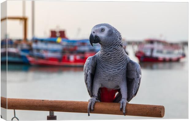 a Gray Parrot at the Pier Bali Hai in Pattaya Thailand Asia Canvas Print by Wilfried Strang